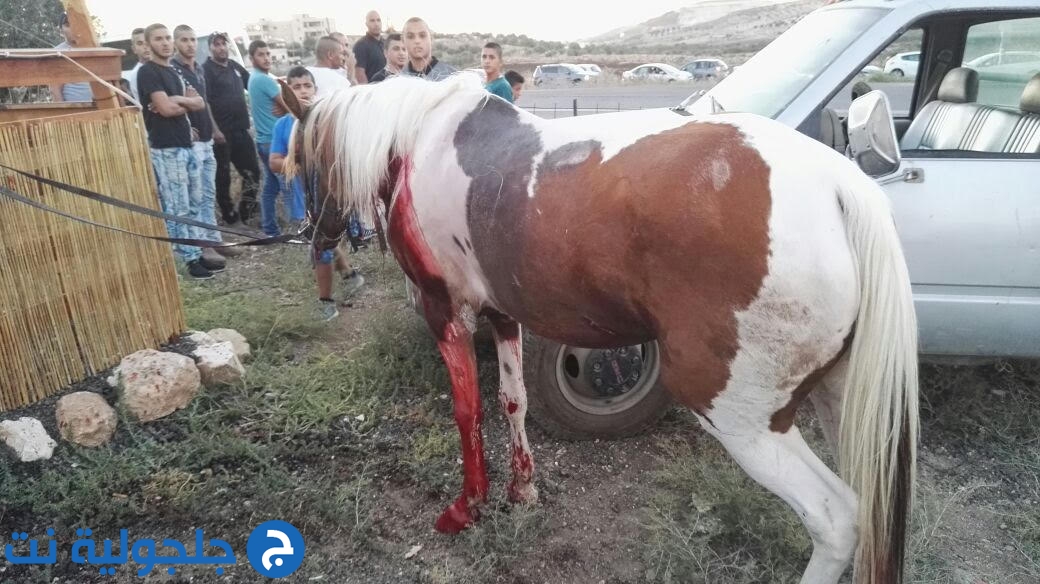 اصابة بالغة لشاب أثر حادث طرق بين حصان وسيارة
